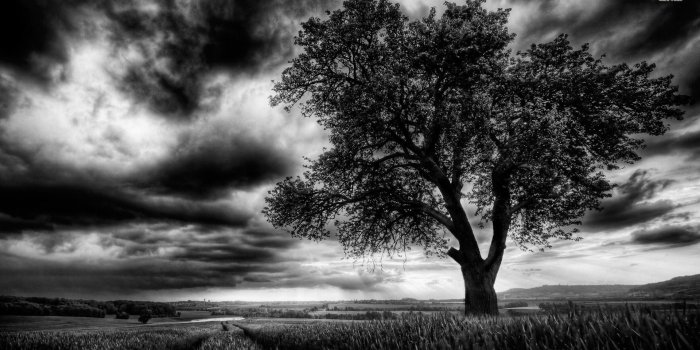 1920x1080 Dark Tree On The Field Wallpaper - Dark Tree Wallpaper Hd (#799944