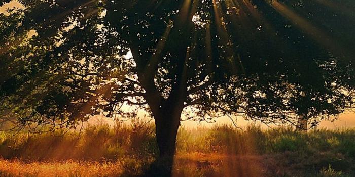 1080x1920 Nature Morning Sunshine Iphone 6 Wallpapers Hd (#921338) - HD