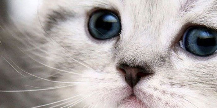 750x1334 50 HD Cat iPhone Wallpapers