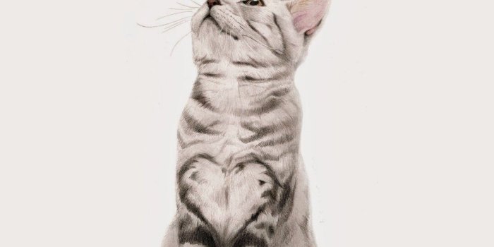 1080x1920 Cat iPhone Wallpapers - Top Free Cat iPhone Backgrounds