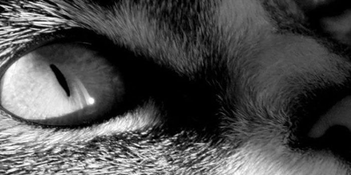 750x1334 50 HD Cat iPhone Wallpapers
