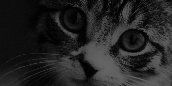 1125x2436 iPhonepapers.com | iPhone wallpaper | mi36-cute-cat-look-dark-bw
