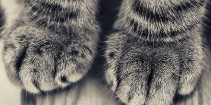 1080x1920 60 Cute Animals iPhone Wallpapers You Would Love to Download
