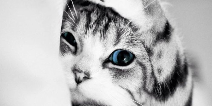 736x1377 Cute Cat iPhone Wallpaper | 2019 3D iPhone Wallpaper