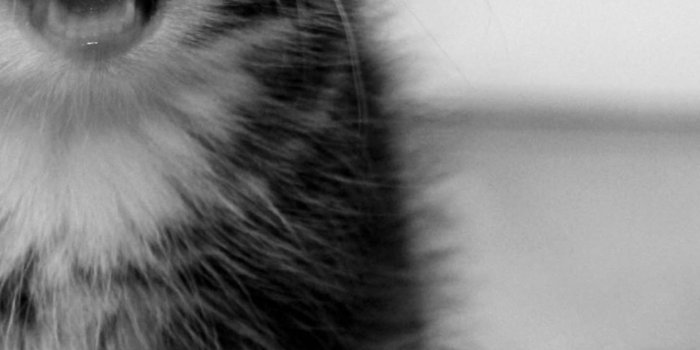 1438x2592 Grumpy Cat iPhone Wallpaper (54+ images)