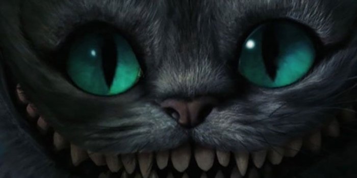 750x1334 50 HD Cat iPhone Wallpapers