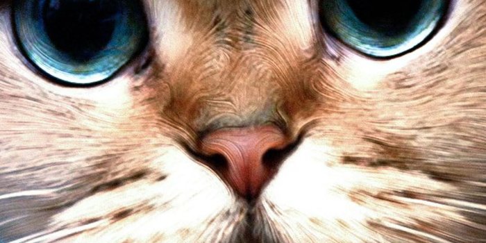 1080x1920 Cat iPhone Backgrounds