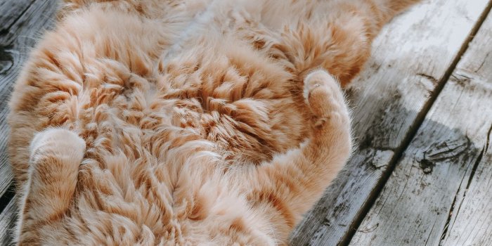 1242x2436 Cute Cat Wallpapers HD For Mobile Phone - I Like Cats Very Much