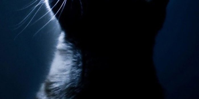 1080x1920 Cat iPhone Wallpapers - Top Free Cat iPhone Backgrounds