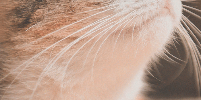 1125x2436 Cats Wallpaper for iPhone X, 8, 7, 6 - Free Download on 3Wallpapers