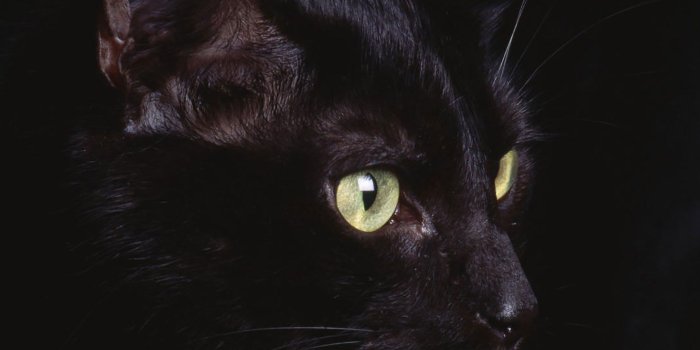 2048x2048 Black Cat Iphone Wallpaper - Ipad Air 2 Full Hd (#854511) - HD