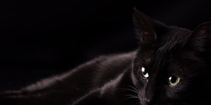 744x1392 Adorable black cat iPhone wallpaper background | Purrfect❥Phone
