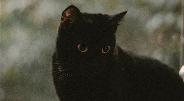 640x1385 black cat iPhone X Free Download