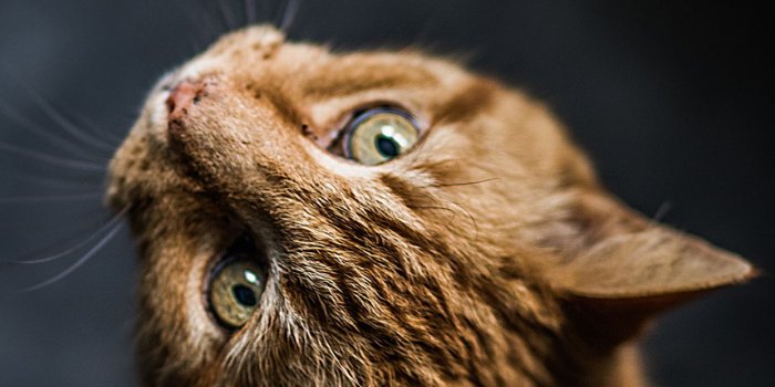 1242x2436 Cute Cat Wallpapers HD For Mobile Phone - I Like Cats Very Much