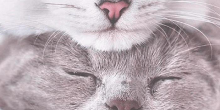 720x1280 Free iPhone wallpapers – Elizabeth Anne on We Heart It