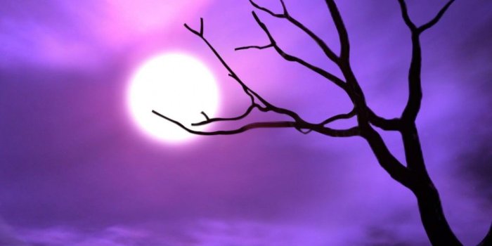 1152x864 Sky: Purple Moon Light Night Pink Sky Tree Dark Moonlight Beautiful