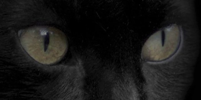 750x1334 50 HD Cat iPhone Wallpapers