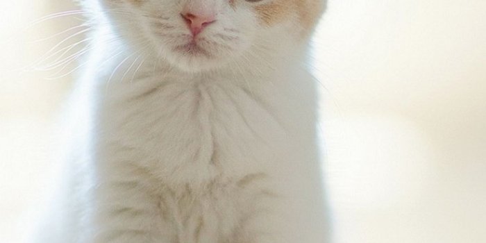 1080x1920 Sad Cat Wallpapers