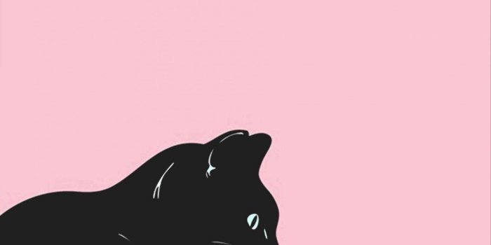 1600x2845 Cute Cat iPhone Wallpaper (87+ images)