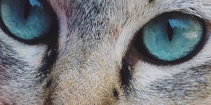 1080x1417 Eye And Cat iPhone Wallpaper - iDrop News