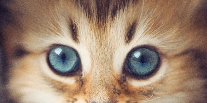 1080x1920 60 Cute Animals iPhone Wallpapers You Would Love to Download