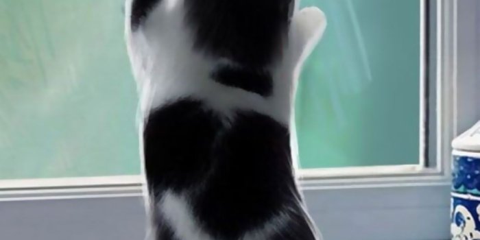 1080x1920 Cute Cat iPhone Wallpaper HD