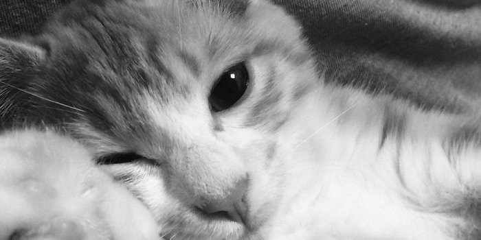 1080x1920 Cat Iphone Wallpapers Pixelstalknet - Iphone Cute Wallpaper Cat, Hd