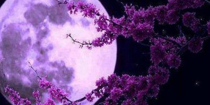 1440x1280 Download Purple Moon Wallpaper by _Savanna_ - 25 - Free on ZEDGE