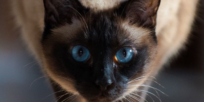 1080x1920 Siamese cat front view, blue eyes 1080x1920 iPhone 8/7/6/6S Plus