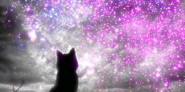 750x1334 iPhone Wallpaper | Cat, Purple, Violet, Black cat, Sky, Felidae