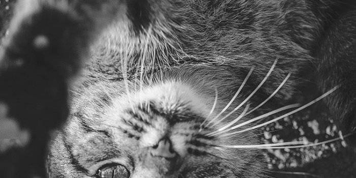750x1334 iPhone7papers - ms92-cat-cute-dark-lying-animal-nature