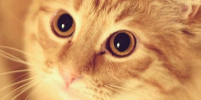 1080x1920 Cat Iphone Wallpapers (25+ images) on Genchi.info