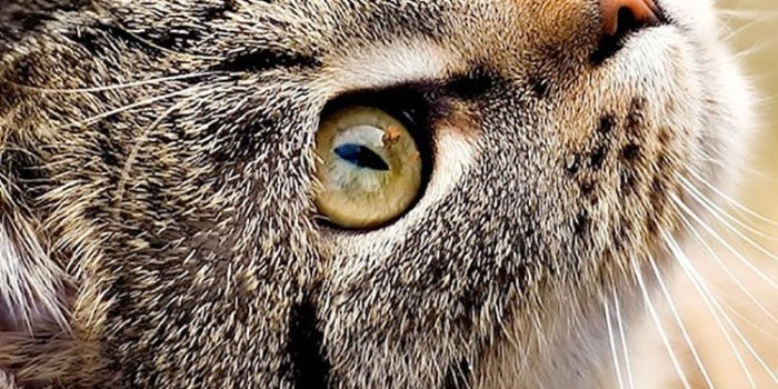 750x1334 IPhone Cat Wallpaper - 750x1334 30/06/2018