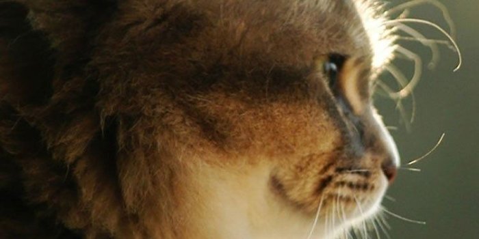 750x1334 50 Hd Cat Iphone Wallpapers Cute Cats For Mobile - Litle Pups
