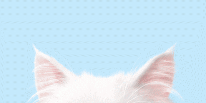 1242x2208 Cute Cat Wallpaper Hd Iphone | simplexpict1st.org