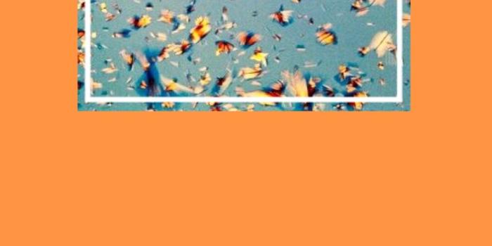 1014x1800 Monarch butterfly aesthetic wallpaper | My wallpapers in 2019