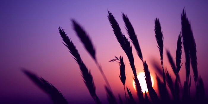 2471x1600 Purple Sunset Wallpapers