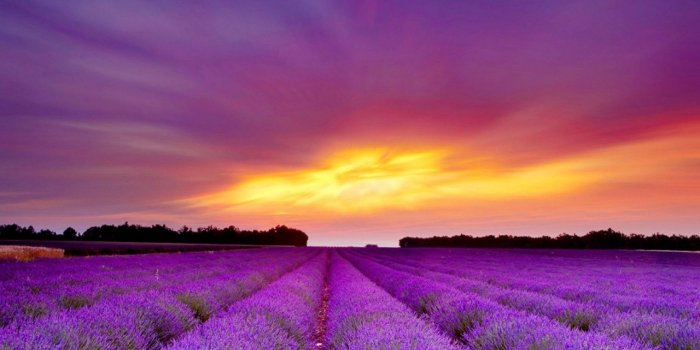 1280x804 Lavender Field & Purple Sunset wallpapers | Lavender Field & Purple