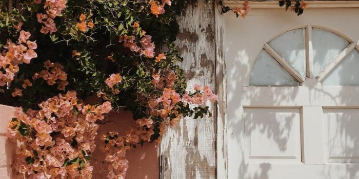 1000x1500 San Diego | Orphic | Aesthetic wallpapers, Flower aesthetic, Peach