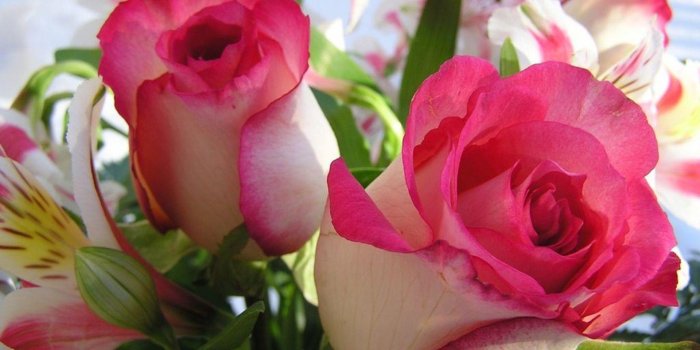 1920x1200 Love Flower Wallpapers