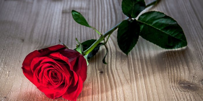 2560x1600 Flower Wallpaper Red Rose (63+ images)