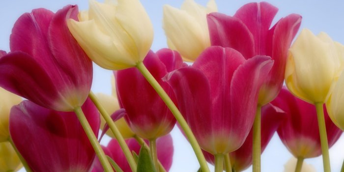 2000x1333 76+] New Flower Wallpaper on WallpaperSafari