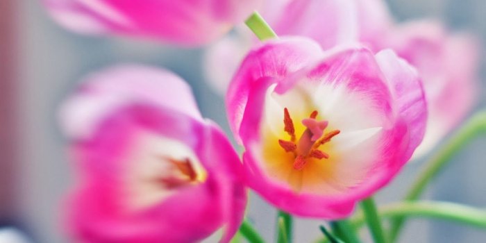 1280x800 wallpaper islamic informatin site: flower desktop wallpapers