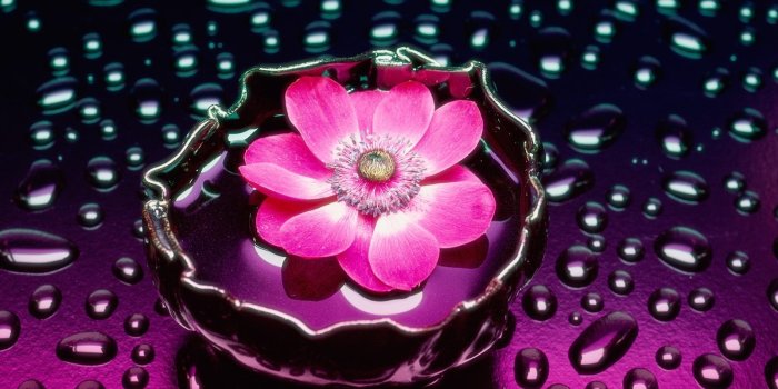 1600x1200 New Flower Wallpapers (89+)