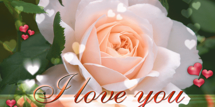 1920x1200 Flower I Love You Wallpaper