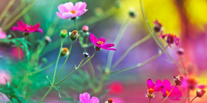 1920x1080 Hd Flower Wallpaper Gallery (29+ images)