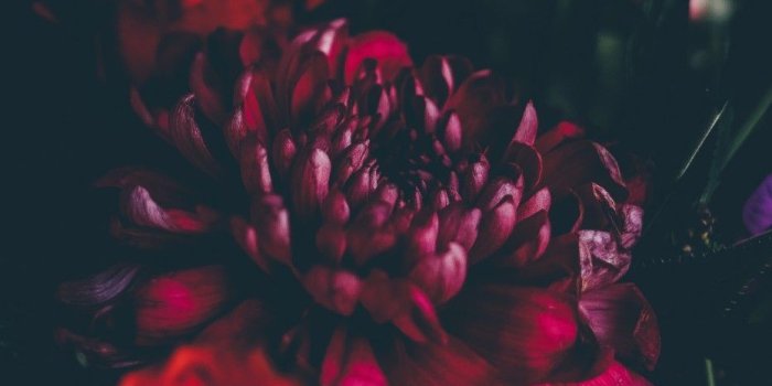 932x1656 15 stunning new flower wallpapers / backgrounds for your phone
