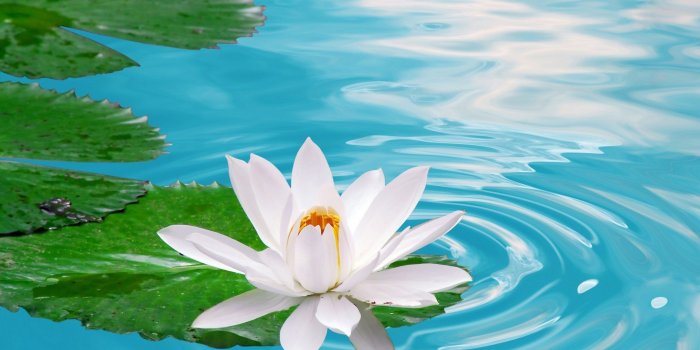 2560x1600 Download New Flower Wallpaper (49+) - Free Wallpaper For your screen.