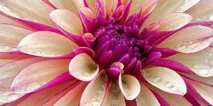 1710x1070 Desktop - New MacBook Pro Pink Flower Wallpaper?... | MacRumors Forums