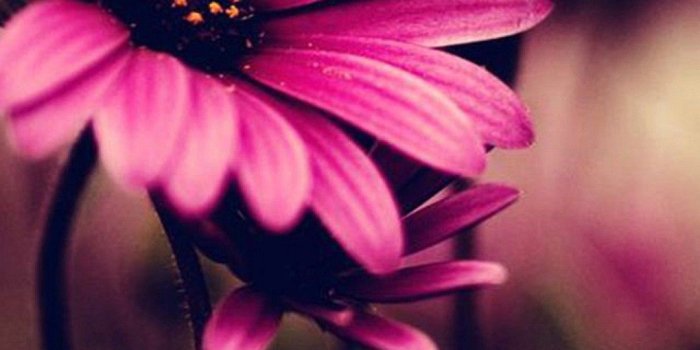 1080x1920 Flower iPhone Wallpapers - Top Free Flower iPhone Backgrounds